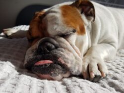 raças de cachorros Bulldog Inglês