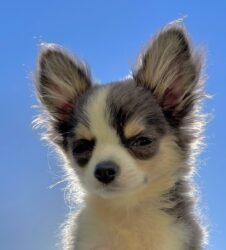 raças de cachorros - Chihuahua