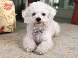 raças de cachorros - Bichon Frisé