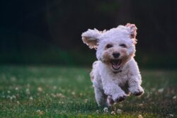 raças de cachorros - Maltese