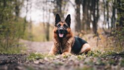 raças de cachorros grandes - pastor alemão