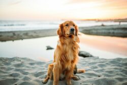 raças de cachorros grandes - golden retriever