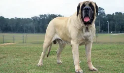 raças de cachorros grandes - Mastiff Inglês