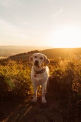 raças de cachorros grandes - labrador