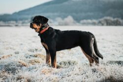 raças de cachorros grandes - Rottweiler